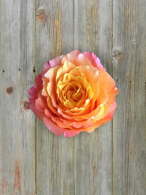 FREE SPIRIT  BI-COLOR (YEL/PNK)  GARDEN ROSES